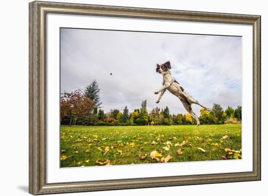 Springer Spaniel jumping to catch treat, United Kingdom, Europe-John Alexander-Framed Photographic Print