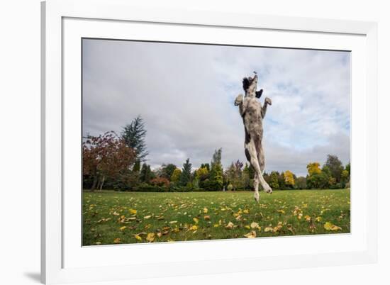 Springer Spaniel leaping for treat, United Kingdom, Europe-John Alexander-Framed Photographic Print