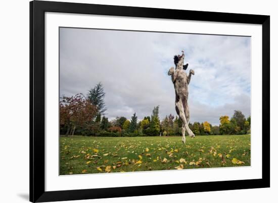 Springer Spaniel leaping for treat, United Kingdom, Europe-John Alexander-Framed Photographic Print