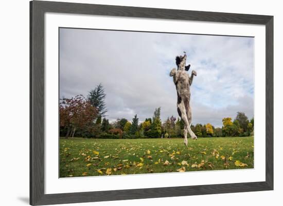 Springer Spaniel leaping for treat, United Kingdom, Europe-John Alexander-Framed Photographic Print