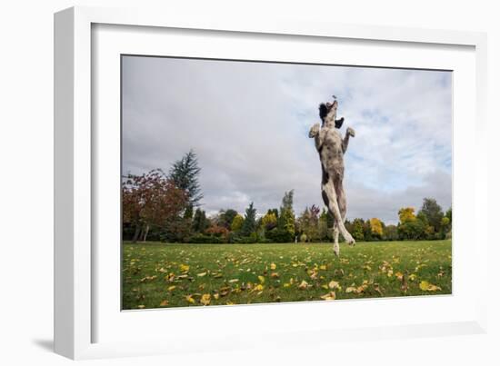 Springer Spaniel leaping for treat, United Kingdom, Europe-John Alexander-Framed Photographic Print