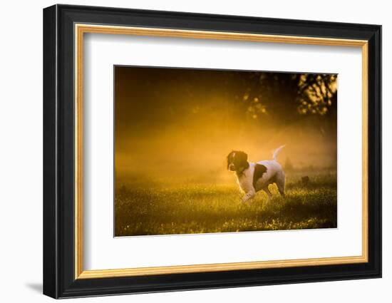 Springer Spaniel, Oxfordshire, England, United Kingdom, Europe-John Alexander-Framed Photographic Print