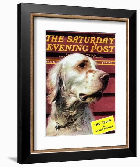 "Springer Spaniel," Saturday Evening Post Cover, November 16, 1940-W.W. Calvert-Framed Giclee Print