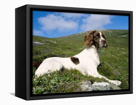 Springer Spaniel, Scotland, UK-Pete Cairns-Framed Premier Image Canvas