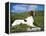 Springer Spaniel, Scotland, UK-Pete Cairns-Framed Premier Image Canvas