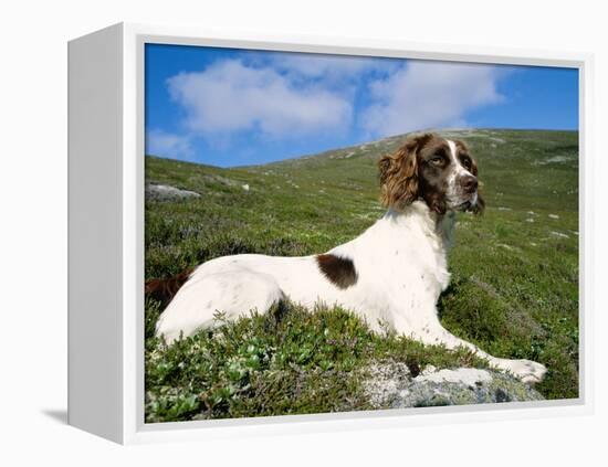 Springer Spaniel, Scotland, UK-Pete Cairns-Framed Premier Image Canvas