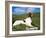 Springer Spaniel, Scotland, UK-Pete Cairns-Framed Photographic Print