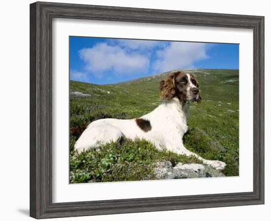 Springer Spaniel, Scotland, UK-Pete Cairns-Framed Photographic Print