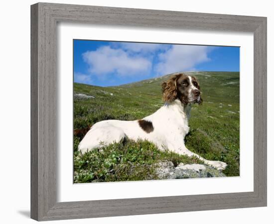 Springer Spaniel, Scotland, UK-Pete Cairns-Framed Photographic Print