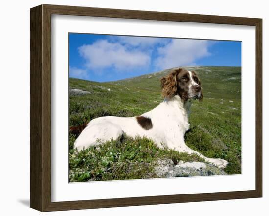 Springer Spaniel, Scotland, UK-Pete Cairns-Framed Photographic Print