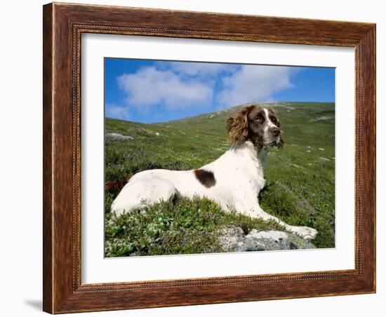 Springer Spaniel, Scotland, UK-Pete Cairns-Framed Photographic Print