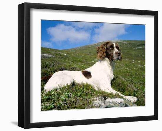 Springer Spaniel, Scotland, UK-Pete Cairns-Framed Photographic Print