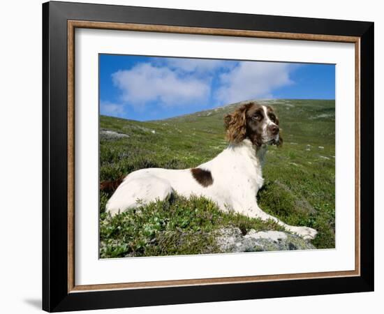 Springer Spaniel, Scotland, UK-Pete Cairns-Framed Photographic Print