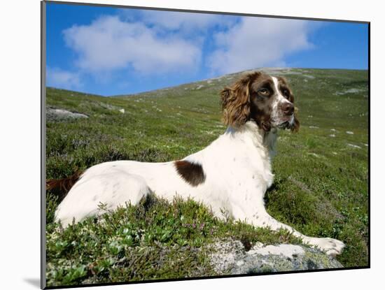 Springer Spaniel, Scotland, UK-Pete Cairns-Mounted Photographic Print