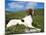 Springer Spaniel, Scotland, UK-Pete Cairns-Mounted Photographic Print