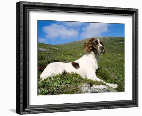 Springer Spaniel, Scotland, UK-Pete Cairns-Framed Photographic Print