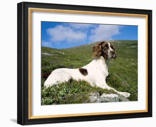 Springer Spaniel, Scotland, UK-Pete Cairns-Framed Photographic Print