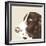 Springer Spaniel-Emily Burrowes-Framed Giclee Print