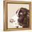 Springer Spaniel-Emily Burrowes-Framed Stretched Canvas