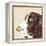 Springer Spaniel-Emily Burrowes-Framed Stretched Canvas