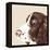 Springer Spaniel-Emily Burrowes-Framed Stretched Canvas