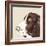 Springer Spaniel-Emily Burrowes-Framed Art Print