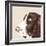 Springer Spaniel-Emily Burrowes-Framed Art Print