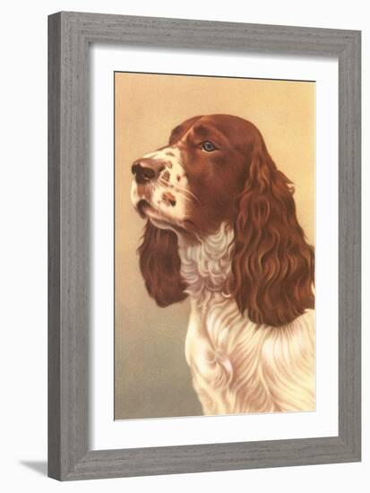 Springer Spaniel-null-Framed Art Print