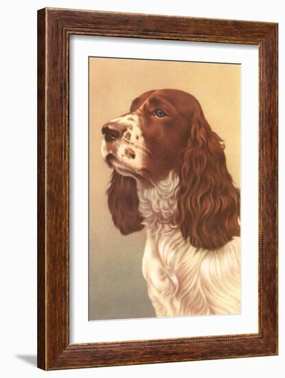 Springer Spaniel-null-Framed Art Print