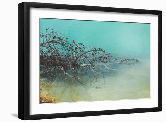 Springs Tree Detail, Yellowstone National Park, Wyoming-Vincent James-Framed Photographic Print