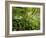 Springs Wood, Yorkshire Dales National Park, England-Paul Harris-Framed Photographic Print