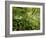 Springs Wood, Yorkshire Dales National Park, England-Paul Harris-Framed Photographic Print