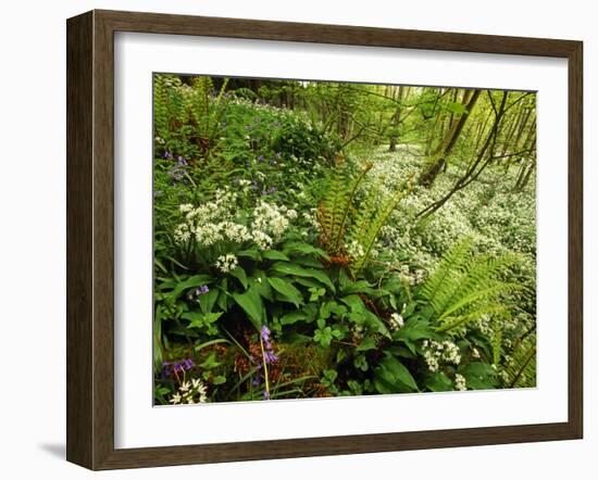 Springs Wood, Yorkshire Dales National Park, England-Paul Harris-Framed Photographic Print