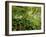 Springs Wood, Yorkshire Dales National Park, England-Paul Harris-Framed Photographic Print