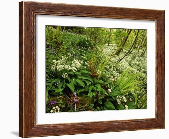 Springs Wood, Yorkshire Dales National Park, England-Paul Harris-Framed Photographic Print