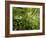 Springs Wood, Yorkshire Dales National Park, England-Paul Harris-Framed Photographic Print