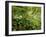 Springs Wood, Yorkshire Dales National Park, England-Paul Harris-Framed Photographic Print