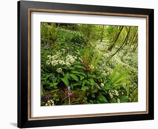 Springs Wood, Yorkshire Dales National Park, England-Paul Harris-Framed Photographic Print