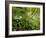 Springs Wood, Yorkshire Dales National Park, England-Paul Harris-Framed Photographic Print