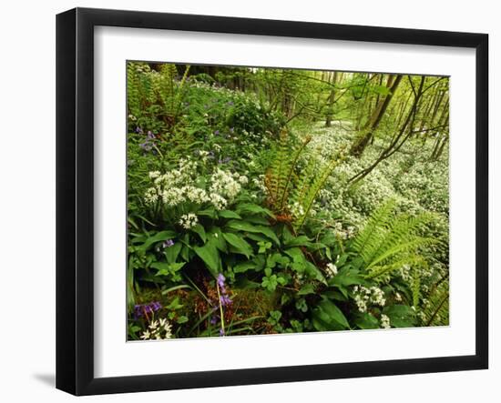 Springs Wood, Yorkshire Dales National Park, England-Paul Harris-Framed Photographic Print