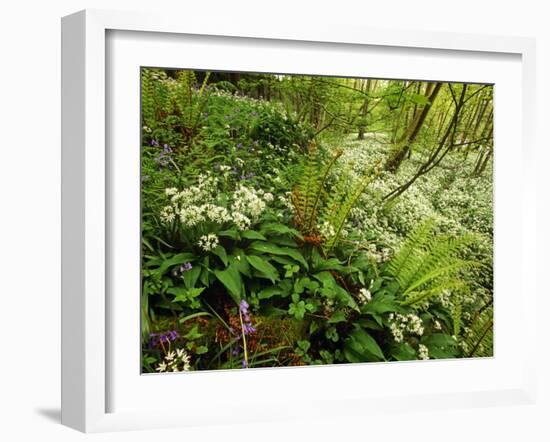 Springs Wood, Yorkshire Dales National Park, England-Paul Harris-Framed Photographic Print