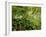 Springs Wood, Yorkshire Dales National Park, England-Paul Harris-Framed Photographic Print