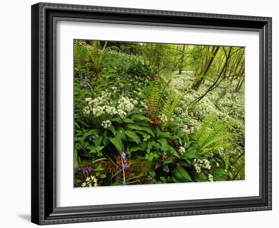 Springs Wood, Yorkshire Dales National Park, England-Paul Harris-Framed Photographic Print