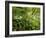 Springs Wood, Yorkshire Dales National Park, England-Paul Harris-Framed Photographic Print