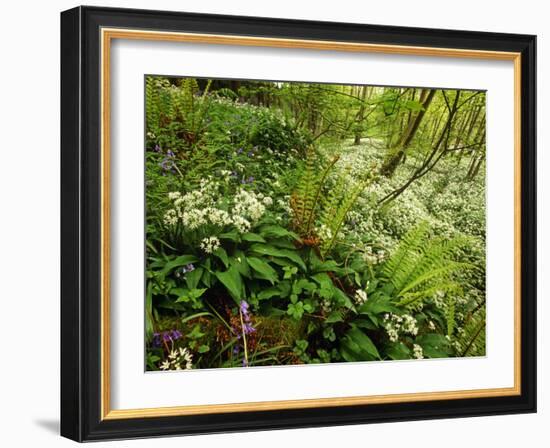 Springs Wood, Yorkshire Dales National Park, England-Paul Harris-Framed Photographic Print