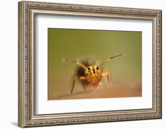 Springtail (Dicyrtomina Ornata) on Oak Tree Leaf-Solvin Zankl-Framed Photographic Print