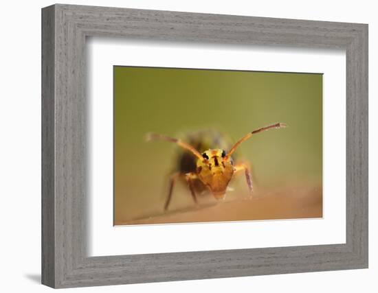 Springtail (Dicyrtomina Ornata) on Oak Tree Leaf-Solvin Zankl-Framed Photographic Print