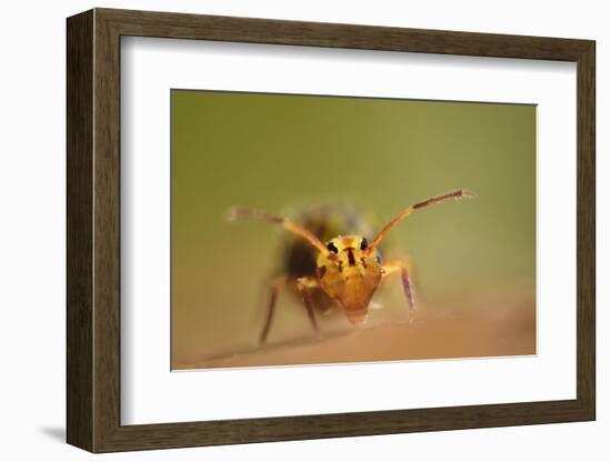 Springtail (Dicyrtomina Ornata) on Oak Tree Leaf-Solvin Zankl-Framed Photographic Print