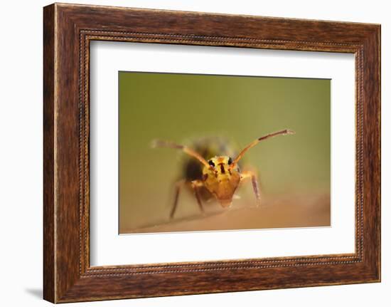 Springtail (Dicyrtomina Ornata) on Oak Tree Leaf-Solvin Zankl-Framed Photographic Print