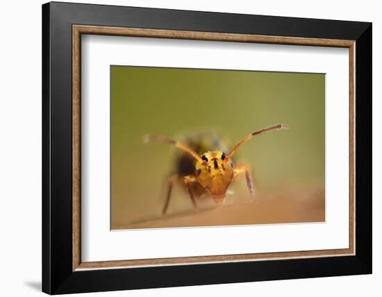 Springtail (Dicyrtomina Ornata) on Oak Tree Leaf-Solvin Zankl-Framed Photographic Print